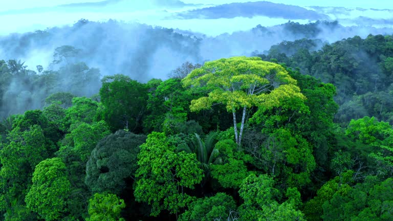 A canoe on a river in the Amazon rainforest